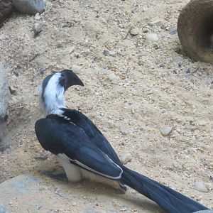 Small Mammal House - Von der Decken's hornbill