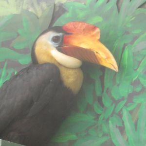 Bird House - Wrinkled Hornbill