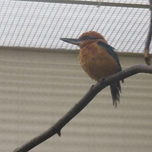 Bird House - Micronesian kingfisher