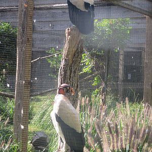 Bird House - King Vulture