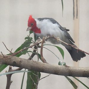 Bird House - Red Crested Cardinal