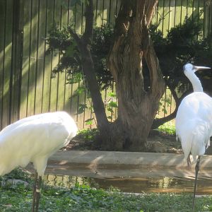 Bird House - Whooping Crane