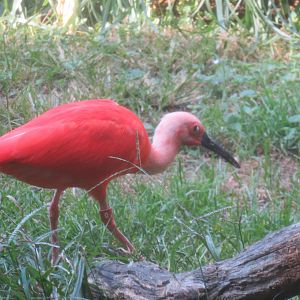 Bird House - Scarlet Ibis