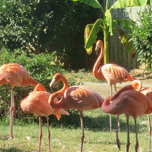 Bird House - American Flamingo