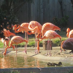 Bird House - American Flamingo