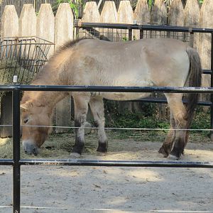 National Zoo - Przewalski's Horse