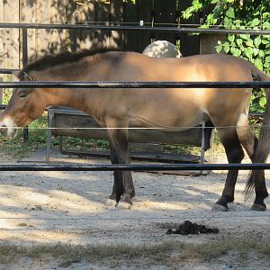 National Zoo - Przewalski's Horse