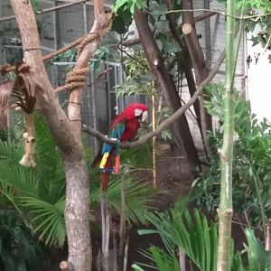 Bird House - Green Winged Macaw