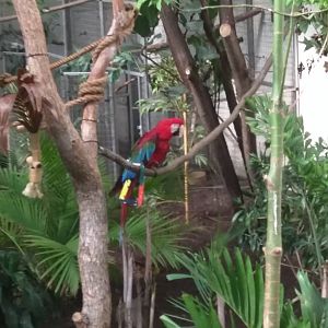 Bird House - Green Winged Macaw