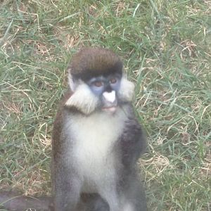 Think Tank - Schmidts Red Tailed Monkey