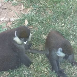 Think Tank - Schmidts Red Tailed Monkey