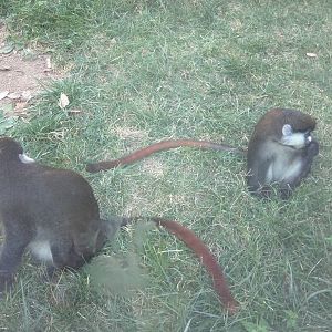 Think Tank - Schmidts Red Tailed Monkey