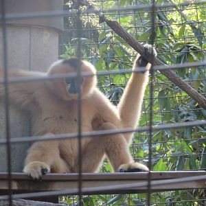 Gibbon Ridge - White Cheeked Gibbon