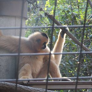 Gibbon Ridge - White Cheeked Gibbon