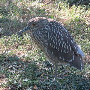 Bird House - Black Crowned Night Heron {Wild}