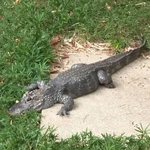 Reptile Discovery Center - Chinese Alligator