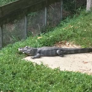 Reptile Discovery Center - Chinese Alligator