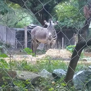 Cheetah  Conservation Station - Grevy Zebra