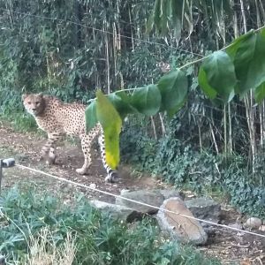 Cheetah  Conservation Station - Cheetah