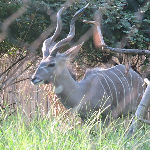 Cheetah  Conservation Station - Lesser Kudu