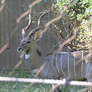 Cheetah  Conservation Station - Lesser Kudu