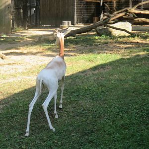 Cheetah  Conservation Station - Dama Gazelle