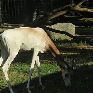 Cheetah  Conservation Station - Dama Gazelle