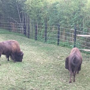 National Zoo - American Bison