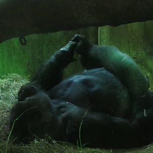 Great Ape House - Western Lowland Gorilla