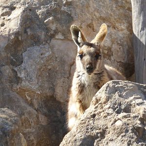 Yellow-footed Rock Wallaby