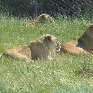 Lions