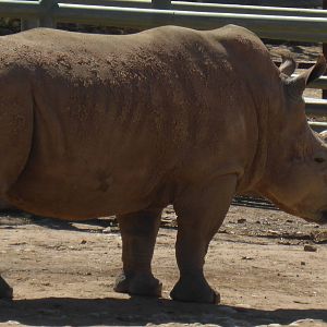 White Rhino
