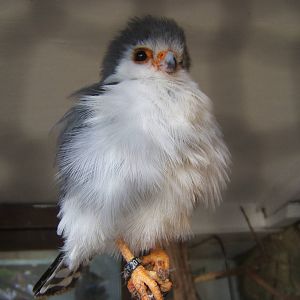 African Pygmy Falcon