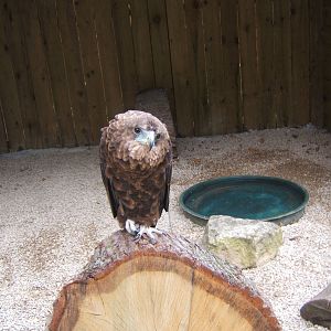 Young Male Bateleur