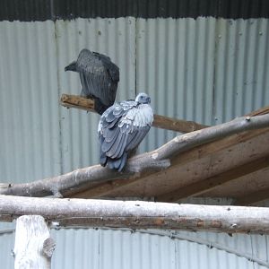 African White-backed Vulture`s