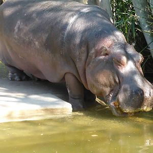 Hippo