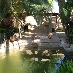 Capybara exhibit