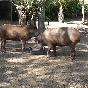 Brazilian Tapirs