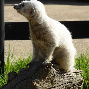 White meerkat