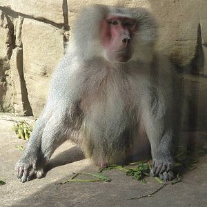 Hamadryas Baboon