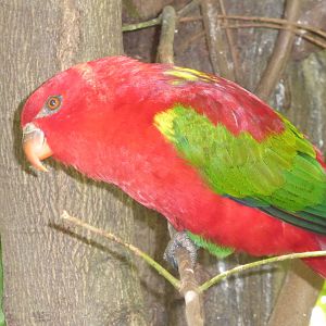 Chattering Lory