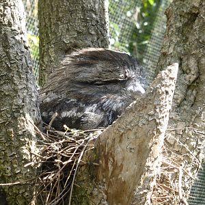 Tawny Frogmouth on nest