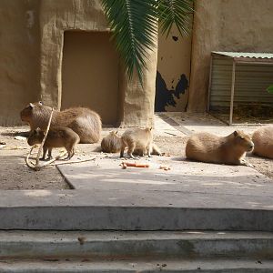 Capybaras