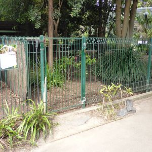 Cassowary exhibit