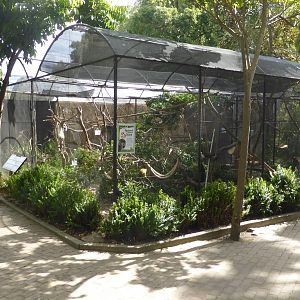 Squirrel monkey exhibit