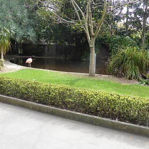 Flamingo exhibit