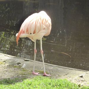Australia's last flamingo
