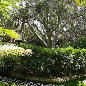 White-cheeked Gibbon island