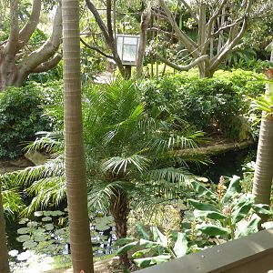 White-cheeked Gibbon island