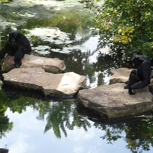 Siamangs